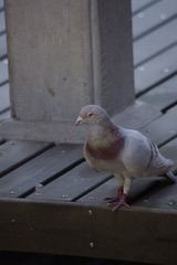 IMGP2219.JPG