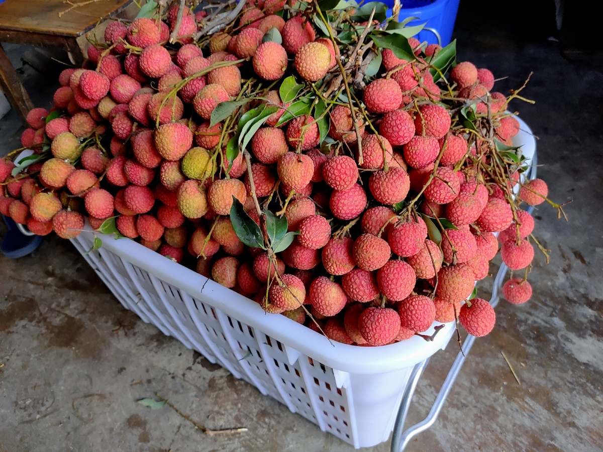 白腊荔枝 - 剑齿虎949 - 图虫