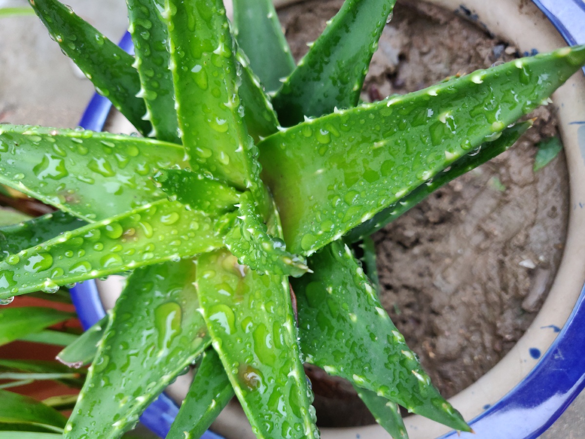 小雨后的芦荟晶莹剔透的看着好舒服