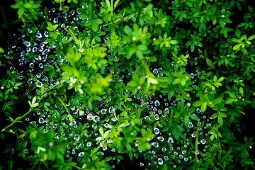 DSC_9111.jpg