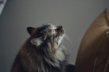 6827