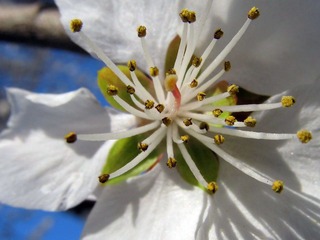 花2