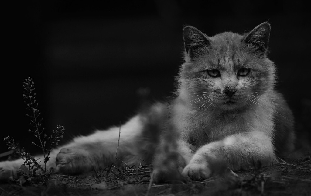 2014年春季学期期中交片曾交过一组《猫脸》,一心寻找猫儿们奇怪的表情,并没有注意到这张,年末整理片子时突然看到,就被它逗乐了。记得那是交片前的下午,同学突然叫我说听到楼下猫叫了,外套都顾不上穿拿起相机我就冲了下去了,可是下去又不见踪影,于是我就蹲在草地上等啊等,终于等到这只“外来者”。不是楼下常住的猫儿,就暂时叫他“呆瓜”好了。不幸被我逮到的他被我把玩了一下午,各个角度啪啪啪,这样想来为了交片我也是蛮拼的。最后我俩都累了,他趴在地上再也不躲闪了,我就坐在他对面和他聊天,无聊时举起相机边按了一张,就是这张满脸尽显嫌弃与不耐烦的他。