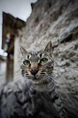 JYB_0080