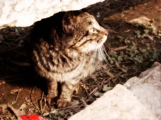 1号猫咪