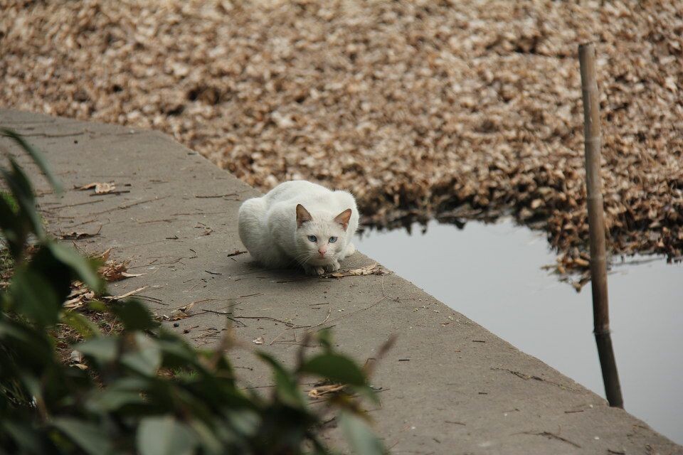 华家池的猫眼神很犀利~<br />
