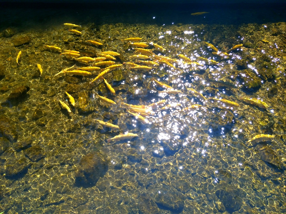 阳光下的一池鱼