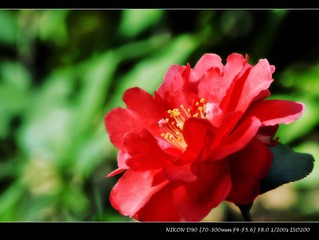 花无语1