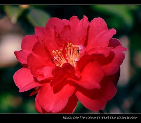 花无语2