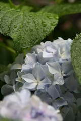 绣球花儿~