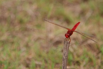 红色小蜻蜓