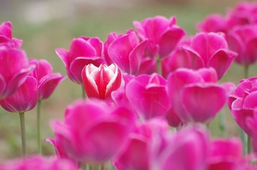 郁金香花海