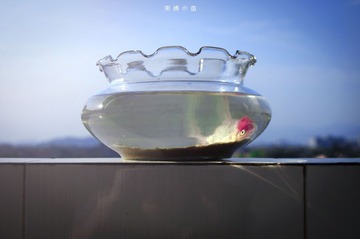 束缚の鱼