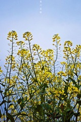 油菜花