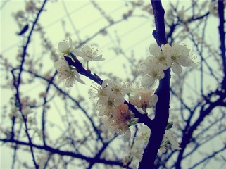 梨花_