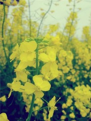 油菜花_