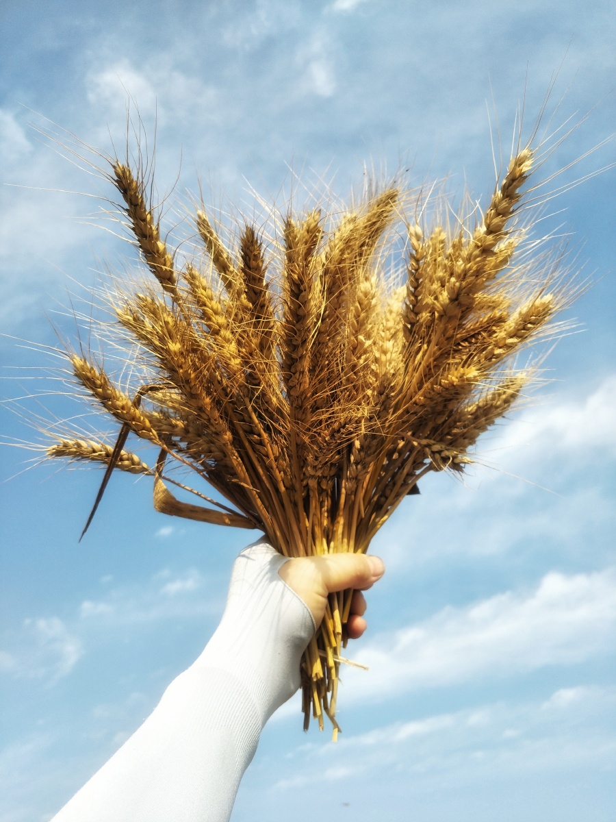 送给你一束麦花