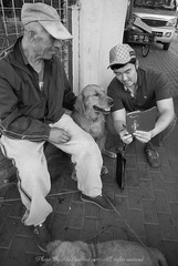 金毛犬合影