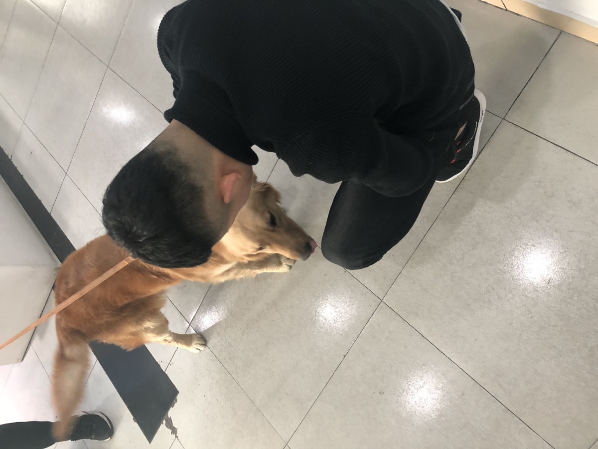 邛崃卖宠物狗的地点,成都宠物集市你必须知道的事