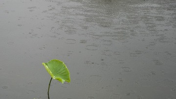1P1377013