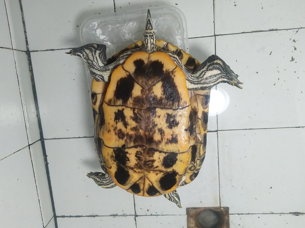 宠物龟的品种大全图片