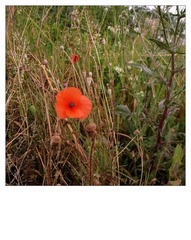 IMG_6462itali