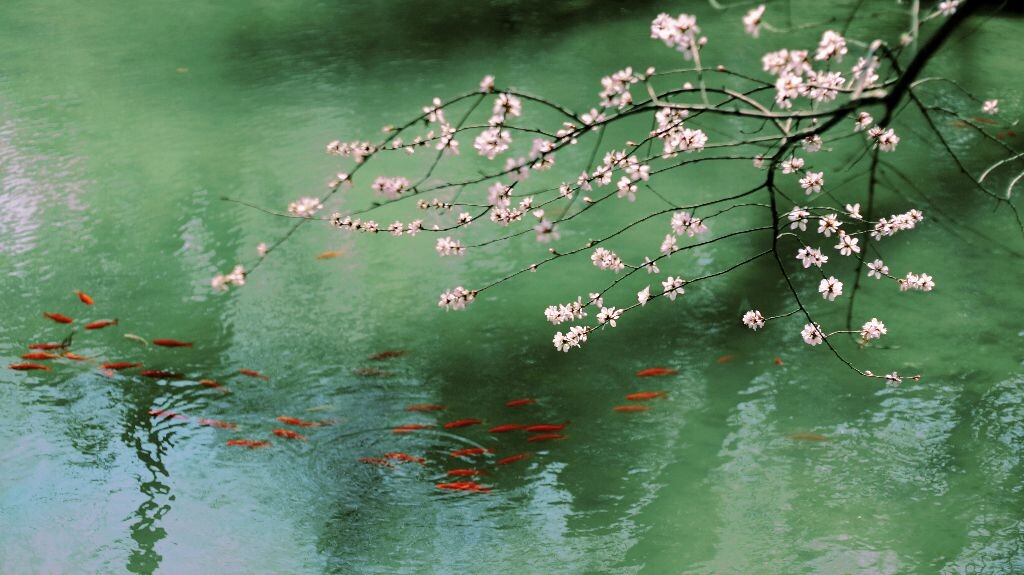 只在桃花浅水边
