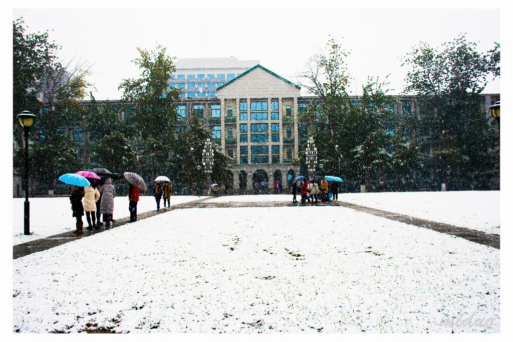 猝不及防的不是初雪，而是被击落的一地银杏叶。