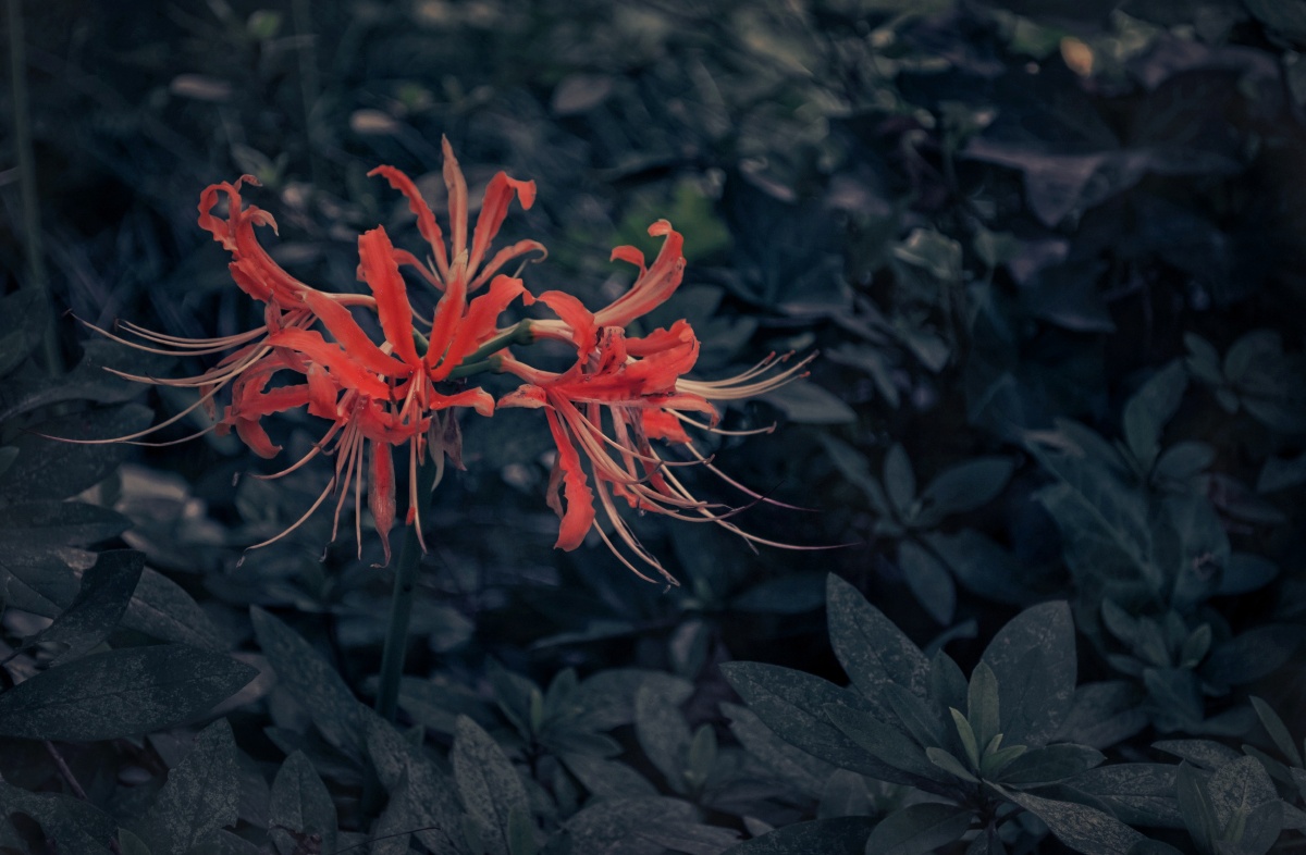 花开彼岸本无岸,魂落忘川犹在川.