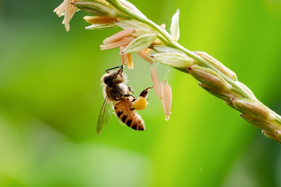 蜜蜂采花蜜