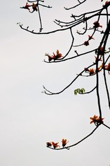 紫荆花