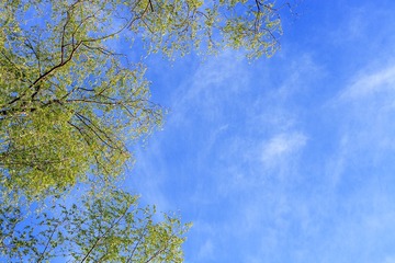 123336