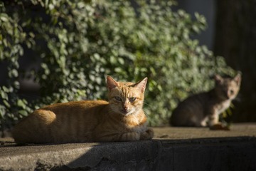 IMG_0987_1