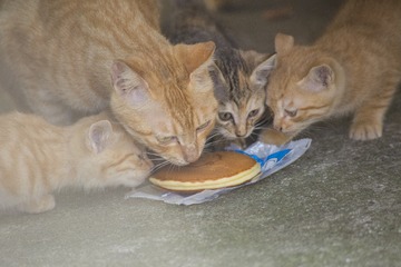 IMG_1127_1