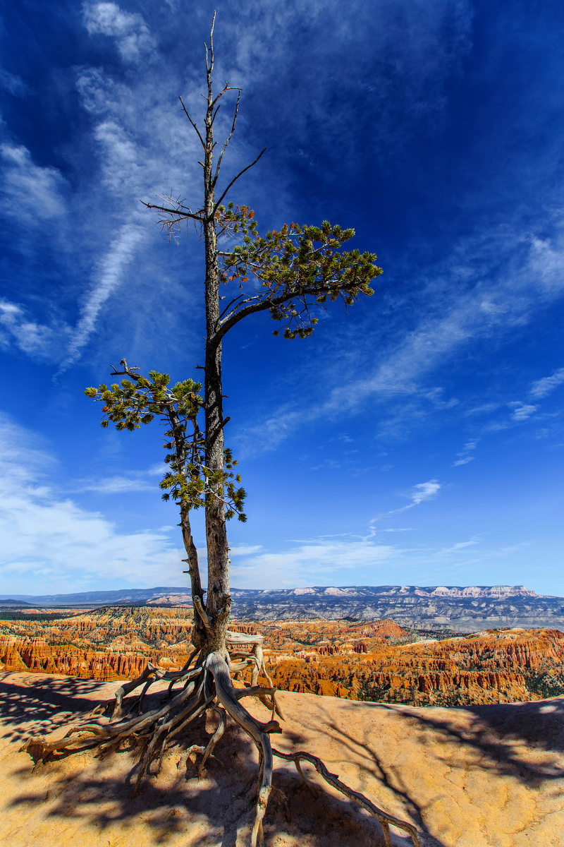 每日一图# #盘点旅途中的美丽景色# 生命之树(拍摄于美国布莱恩峡谷