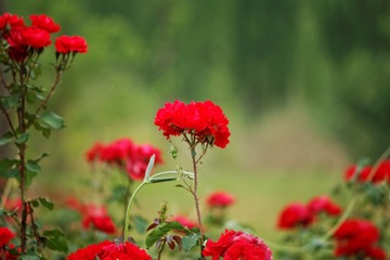 _MG_7845_DxO