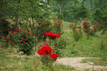 _MG_7855_DxO