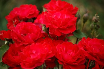 _MG_8194_DxO