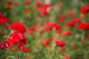 _MG_8203_DxO