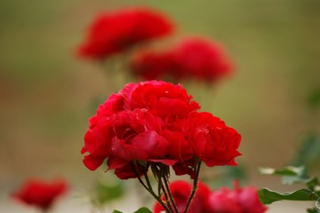 _MG_8224_DxO