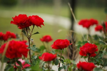 _MG_8239_DxO