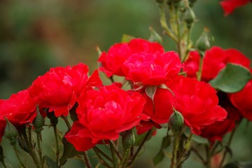 _MG_8252_DxO