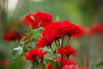 _MG_8254_DxO