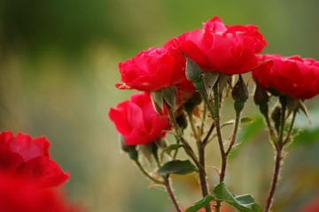 _MG_8260_DxO