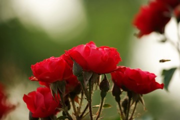 _MG_8272_DxO