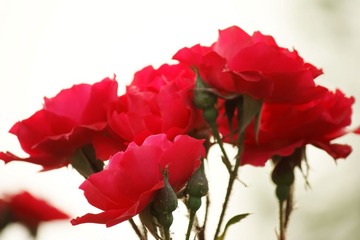 _MG_8278_DxO