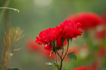 _MG_8281_DxO