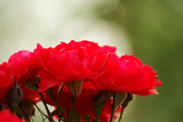 _MG_8290_DxO