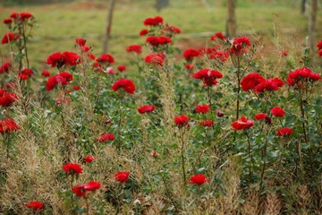 _MG_8299_DxO