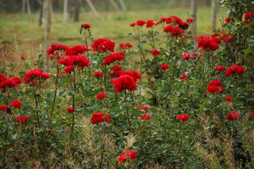 _MG_8303_DxO
